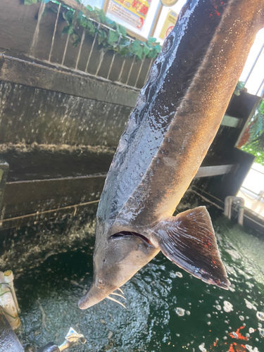 チョウザメの釣果