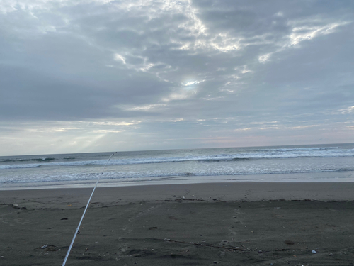 シロギスの釣果