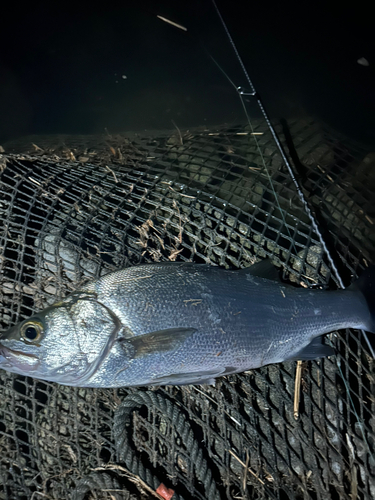 ヒラスズキの釣果