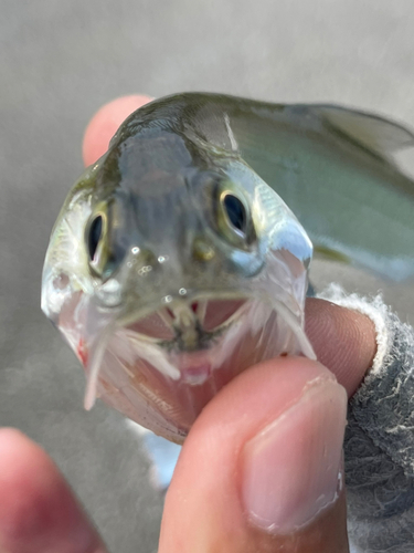 カライワシの釣果