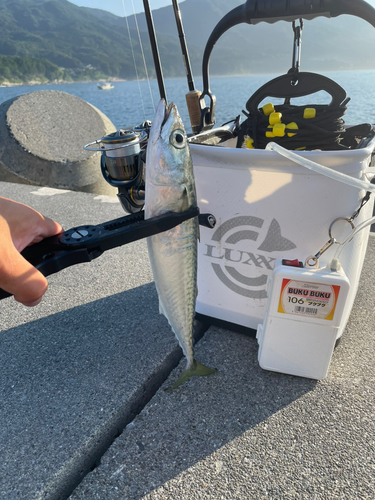 サバの釣果