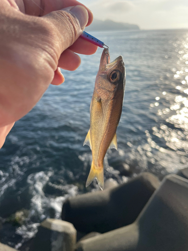 クロムツの釣果