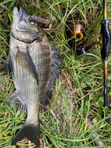 チヌの釣果