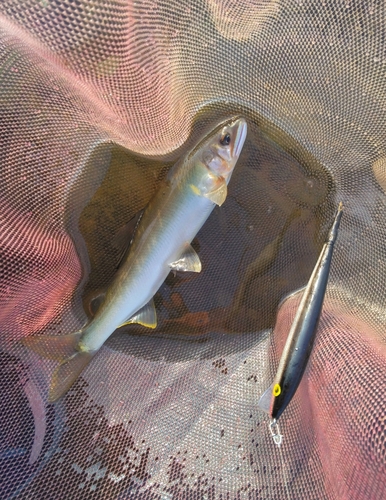 アユの釣果