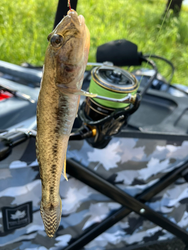 ハゼの釣果