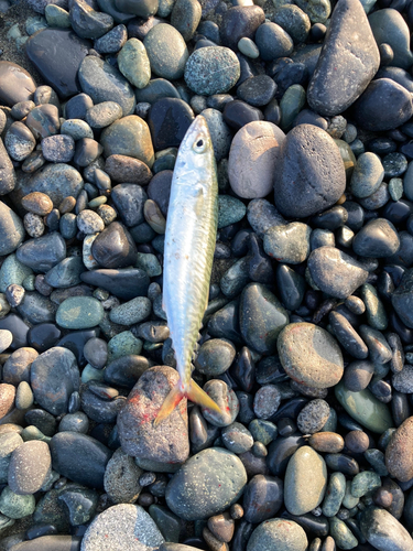 サバの釣果