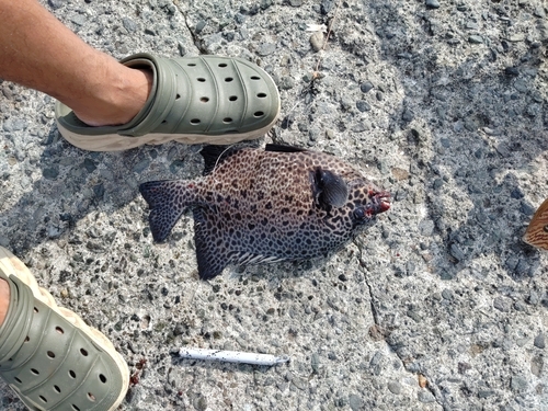 イシガキダイの釣果