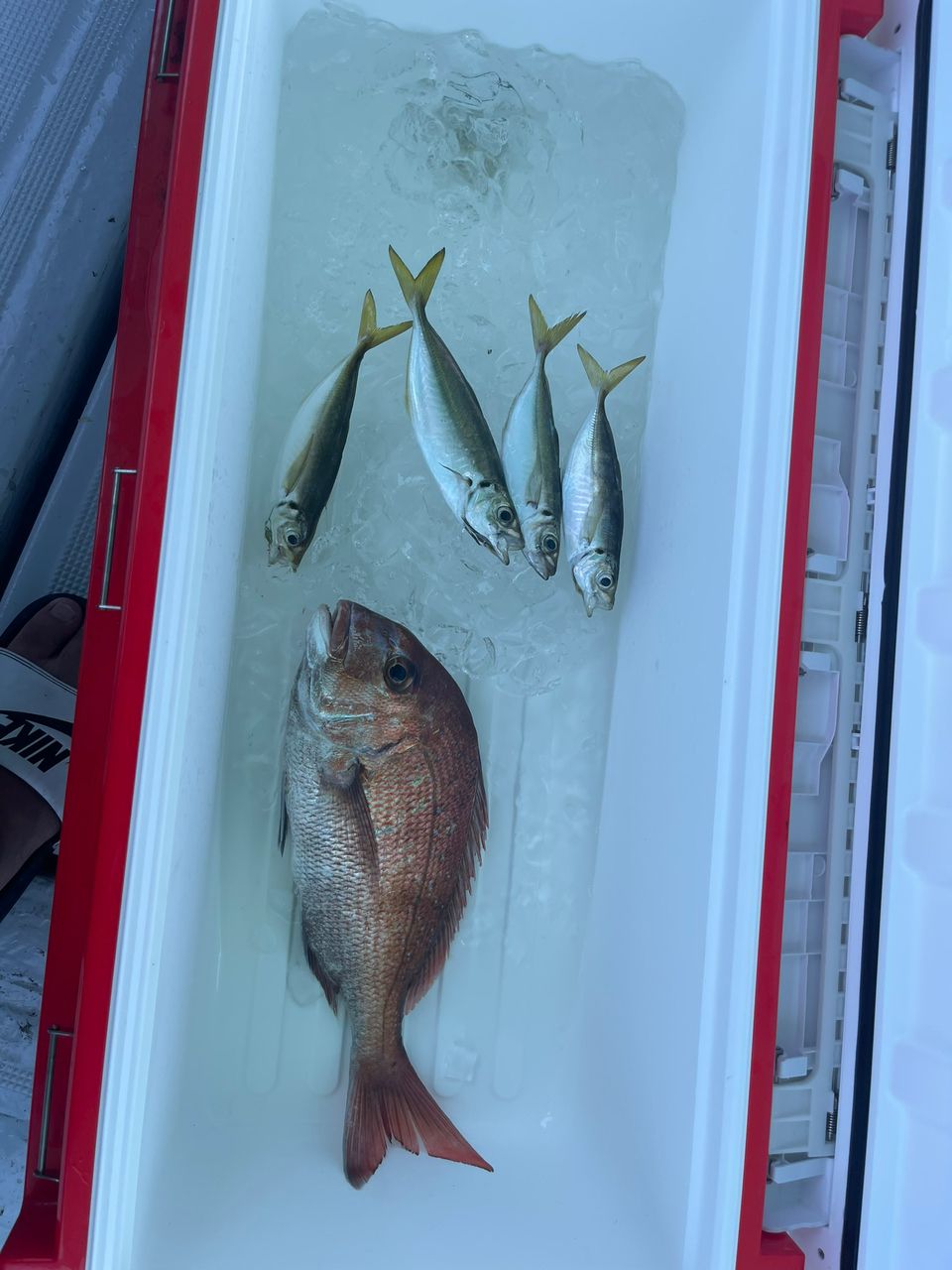 目指せ　GT 修行中さんの釣果 1枚目の画像