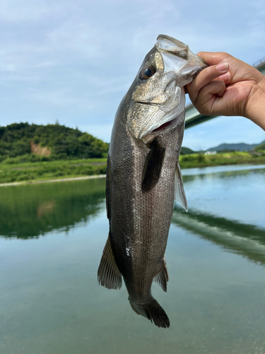 フッコ（マルスズキ）の釣果