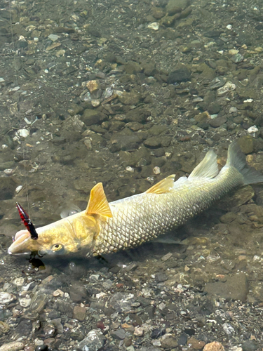 ニゴイの釣果