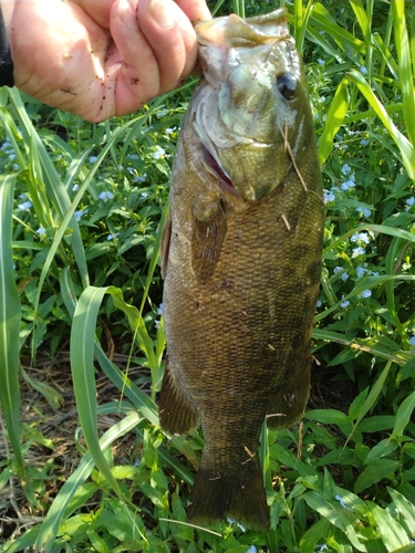 スモールマウスバスの釣果