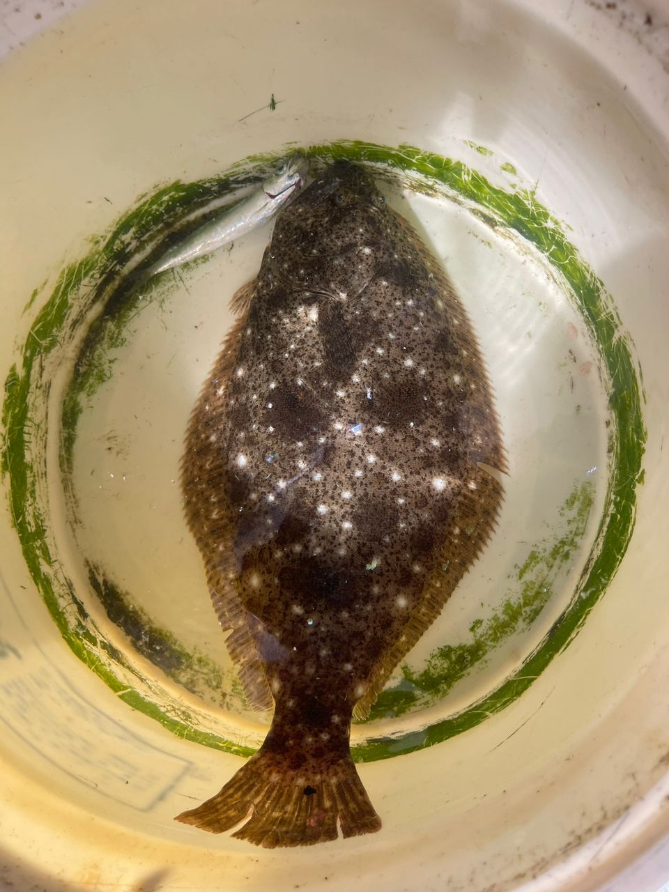 目指せ　GT 修行中さんの釣果 1枚目の画像