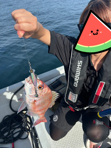 マダイの釣果