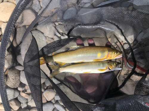 アユの釣果