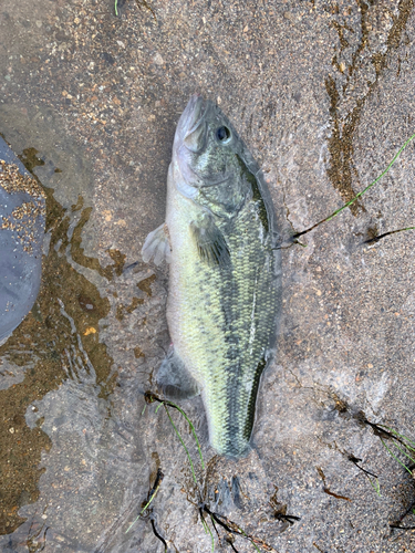 ラージマウスバスの釣果