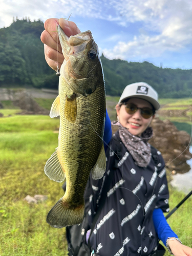 ブラックバスの釣果