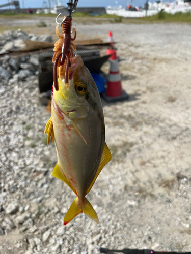 ショゴの釣果