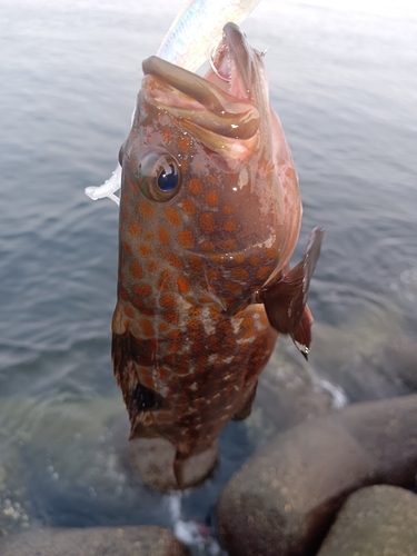 キジハタの釣果