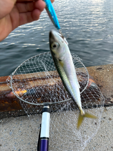 サバの釣果