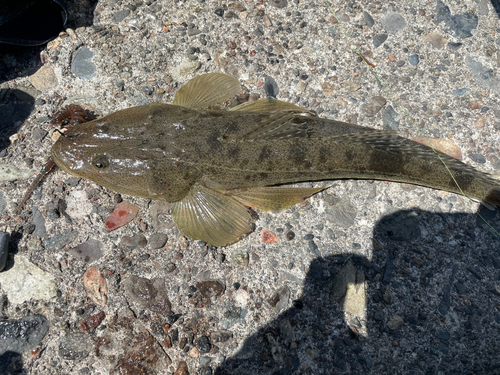 マゴチの釣果