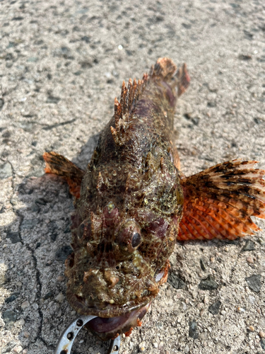 オニカサゴの釣果