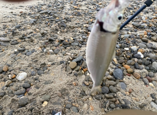 サッパの釣果