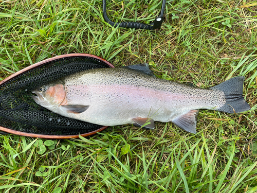 ニジマスの釣果