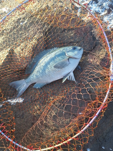 メジナの釣果