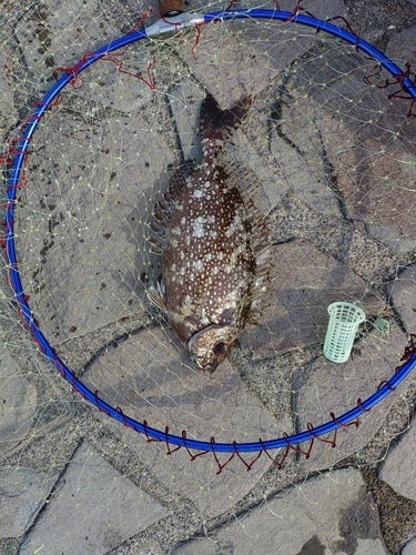 アイゴの釣果