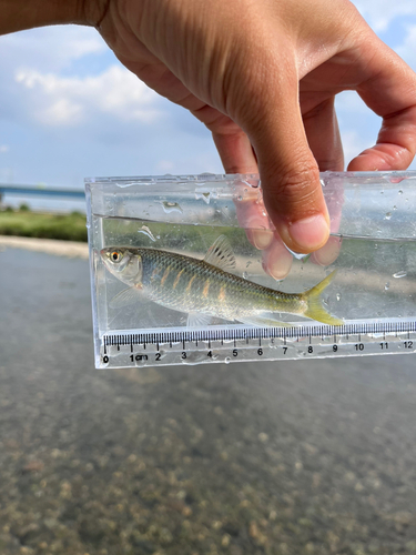 オイカワの釣果