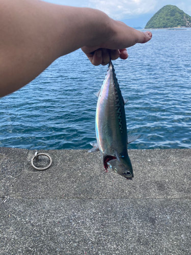 ソウダガツオの釣果