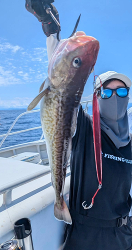 タラの釣果