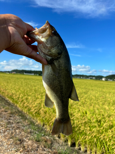 ブラックバスの釣果