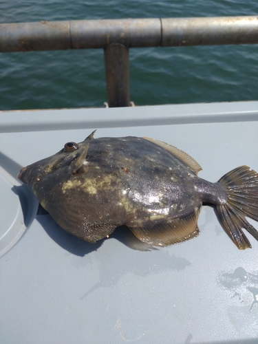 カワハギの釣果