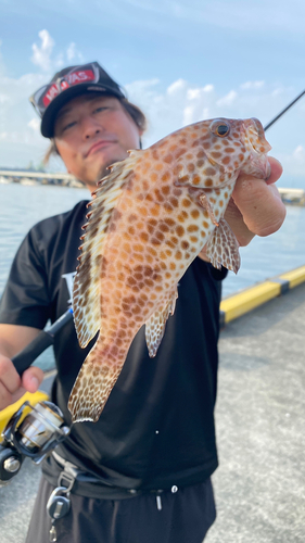 オオモンハタの釣果