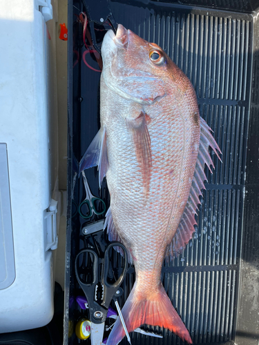 マダイの釣果