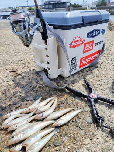 キスの釣果