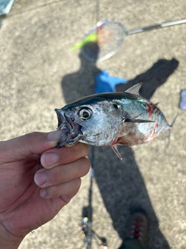 メジカの釣果