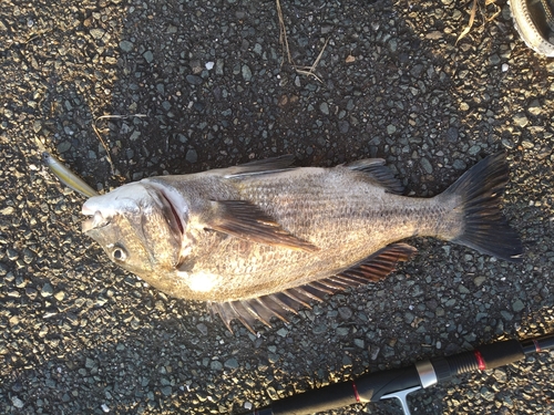 チヌの釣果