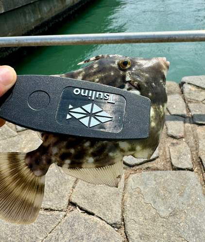 カワハギの釣果