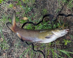 アメリカナマズの釣果