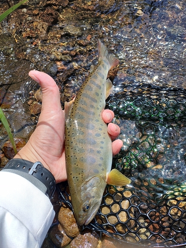 ヤマメの釣果