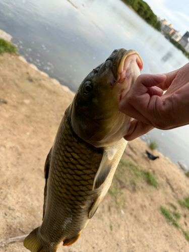 コイの釣果