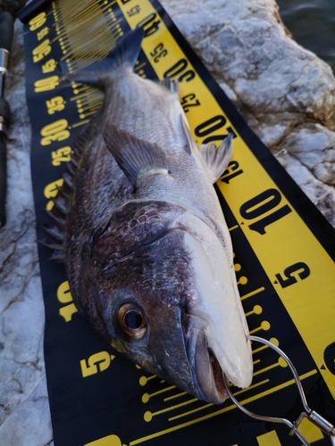 クロダイの釣果