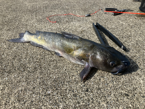 アメリカナマズの釣果