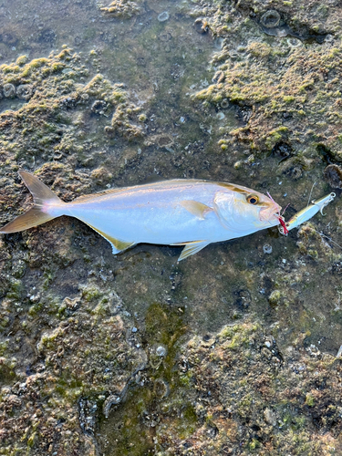 ショゴの釣果