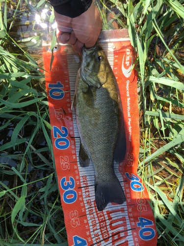 スモールマウスバスの釣果