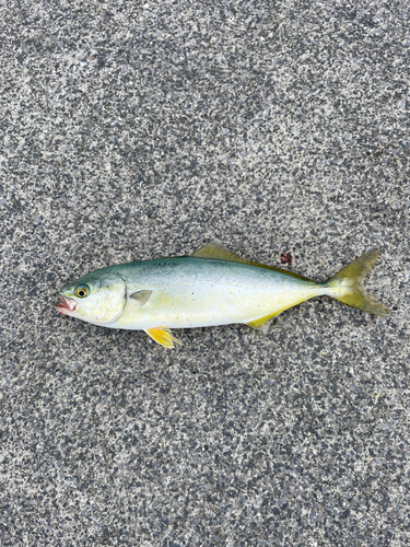 ワカシの釣果