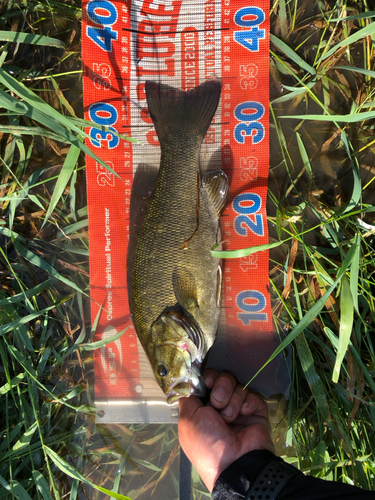 スモールマウスバスの釣果