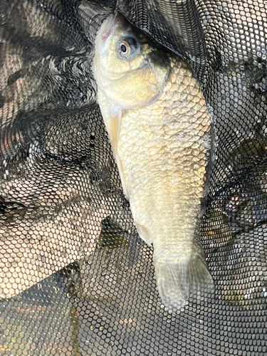 フナの釣果